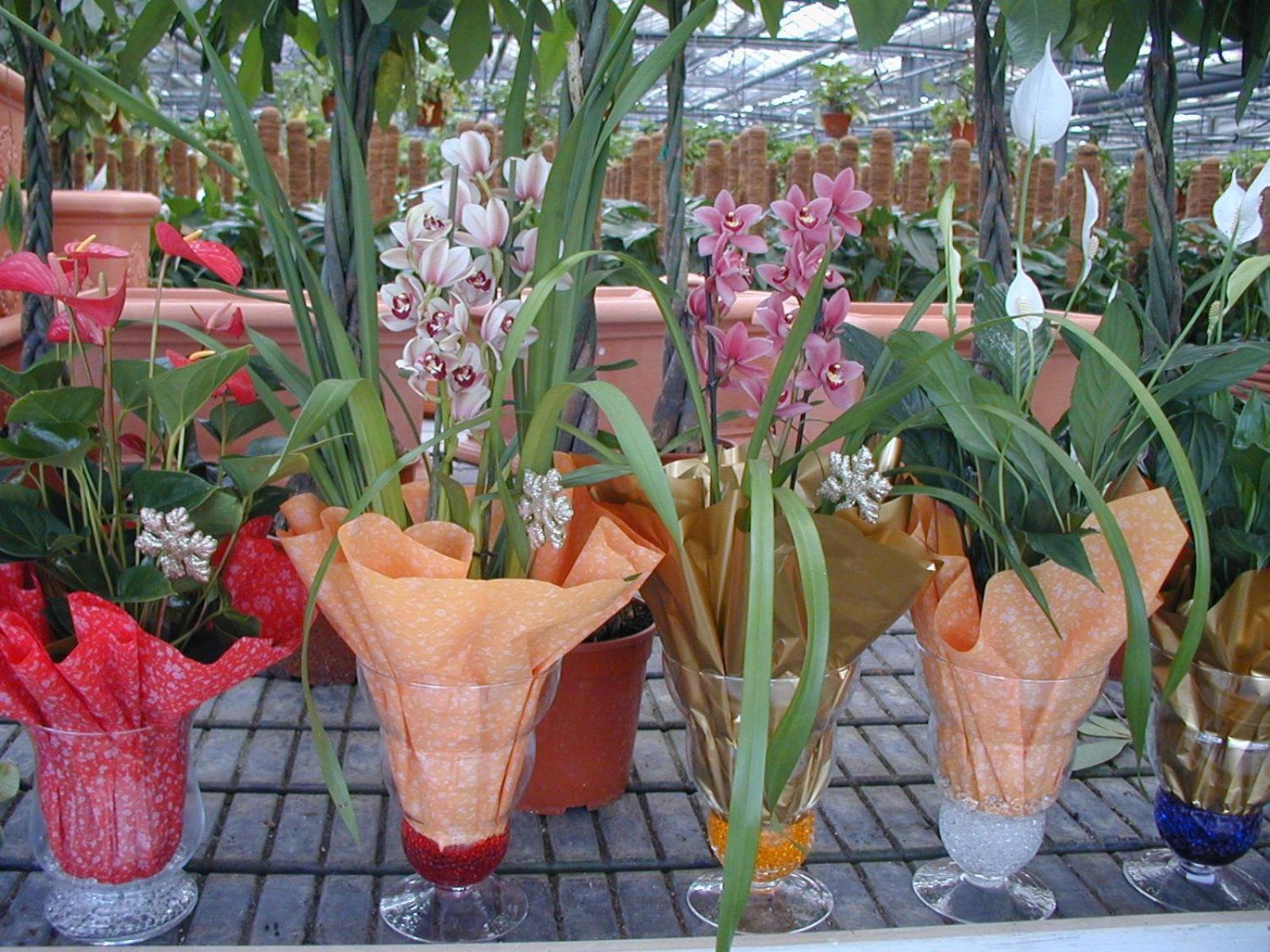 Societa Agricola Mg Florplant Villa Francavilla Marittima Exteriör bild
