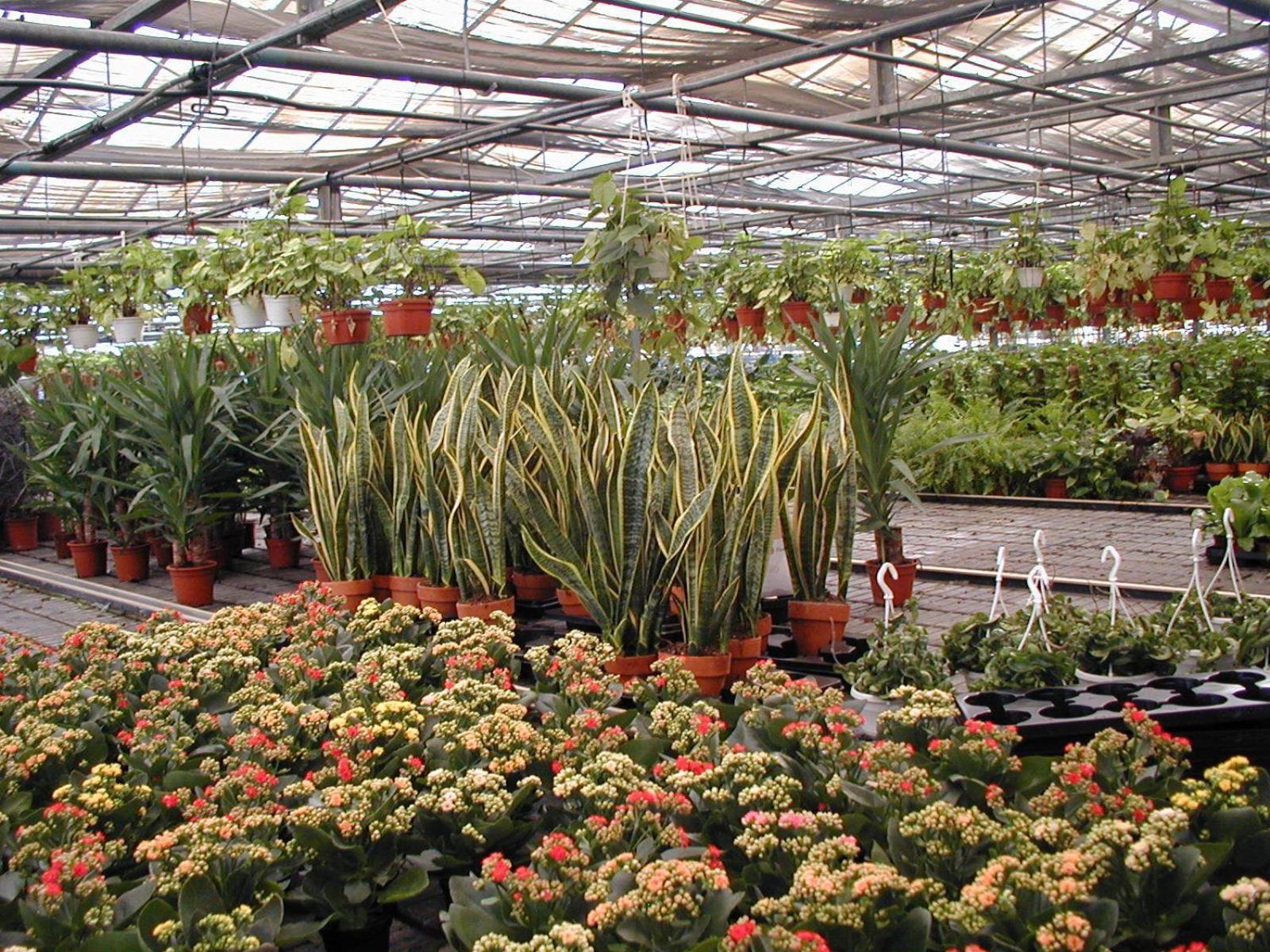 Societa Agricola Mg Florplant Villa Francavilla Marittima Exteriör bild