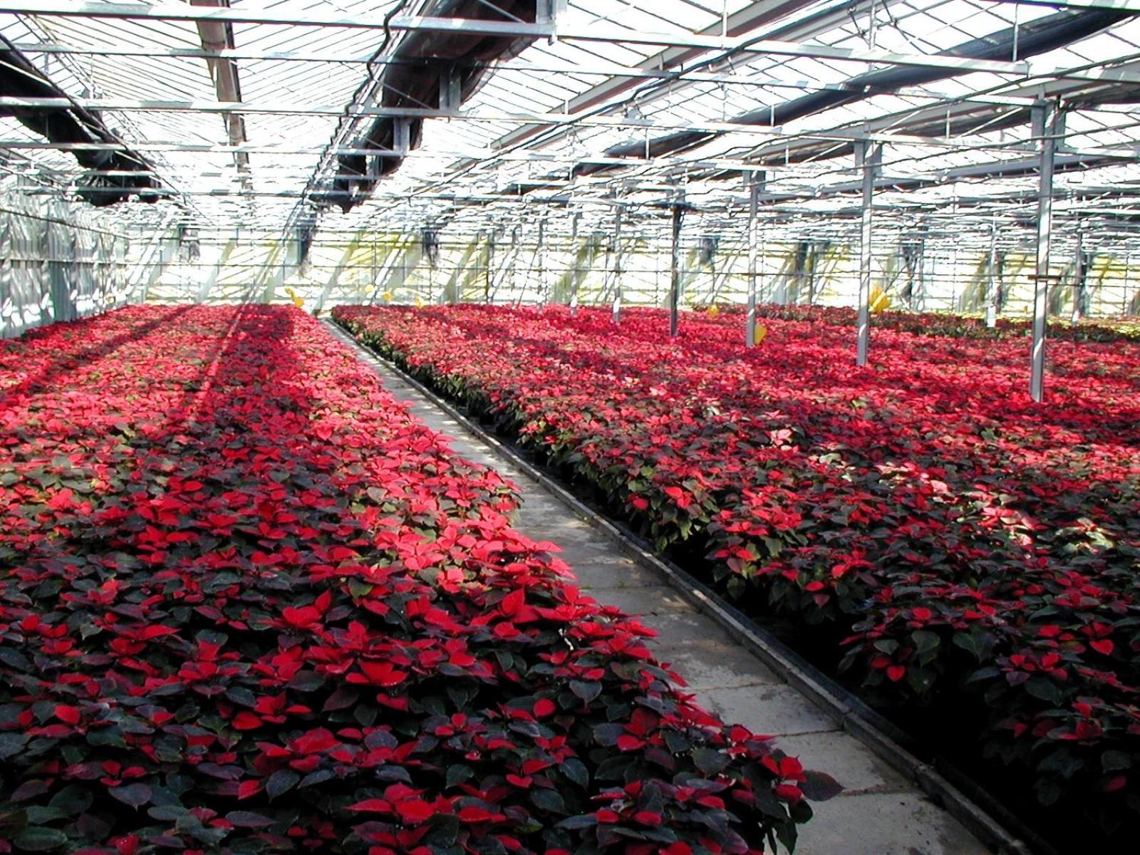 Societa Agricola Mg Florplant Villa Francavilla Marittima Exteriör bild